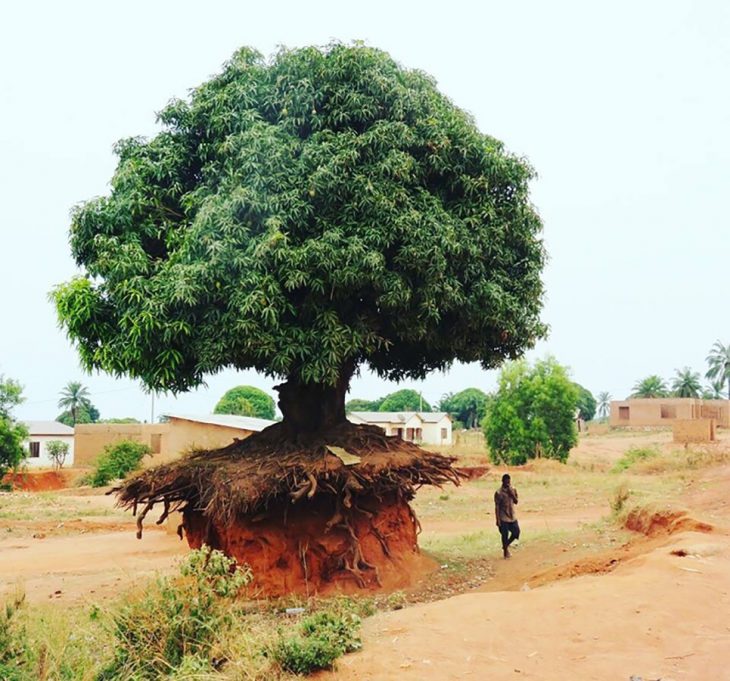  Árbol en Tanzania