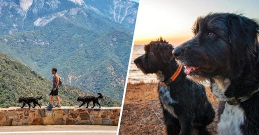 Cover Salvó a dos perritos abandonados en el desierto y se los llevó a conocer los Estados Unidos