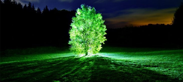 árboles bioluminiscentes