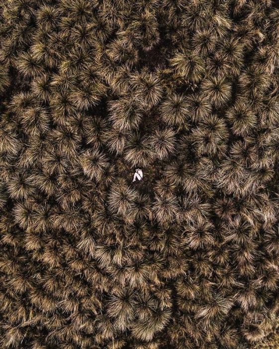 foto aérea de una mujer entre maleza seca 