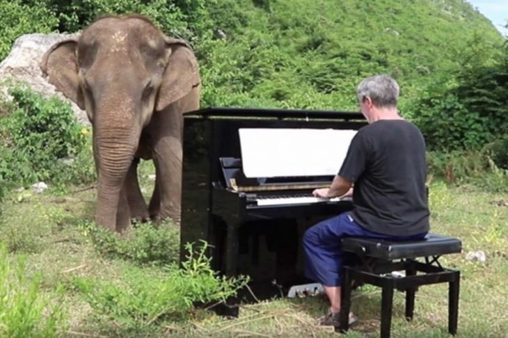 elefante ama la música
