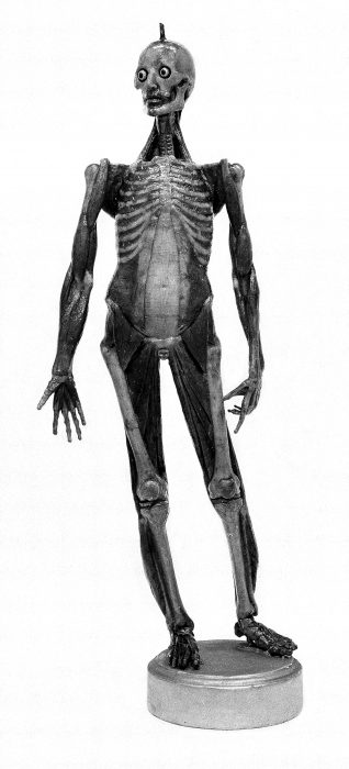 Figura de cera para enseñar anatomía, alrededor de 1700