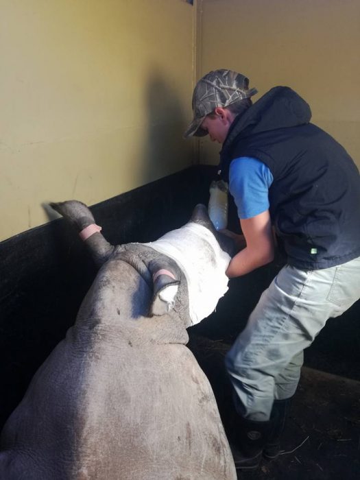 Bebé rinoceronte llora por su madre