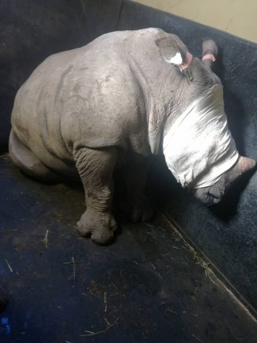 Bebé rinoceronte llora por su madre
