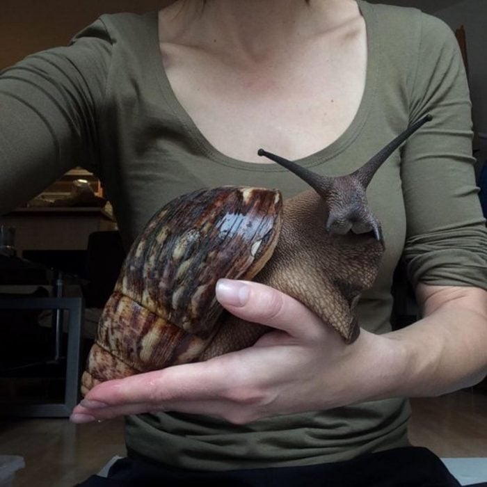 Caracol gigante africano