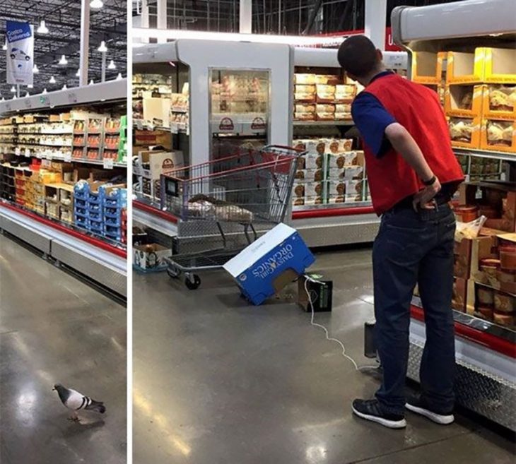 empleado de Cotsco tratando de atrapar a una paloma