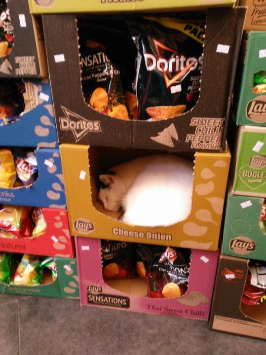 gato en caja de papitas 