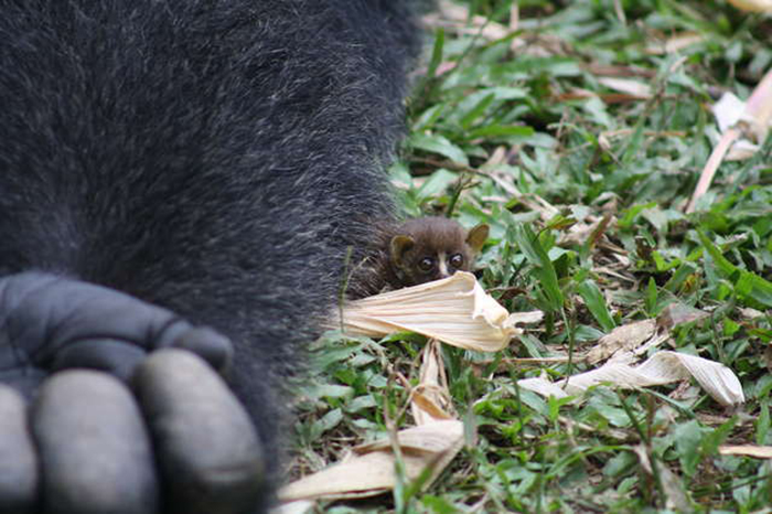 Gorila hace amitad con pequeño lémur