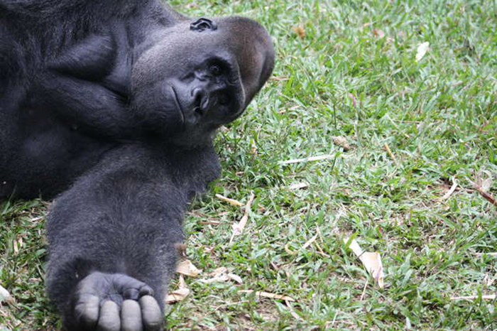 Gorila hace amitad con pequeño lémur