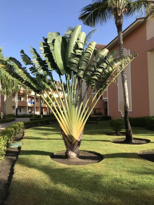 palmera 