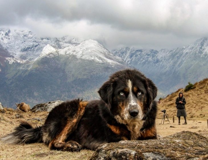 mastin tibetano y paisaje 