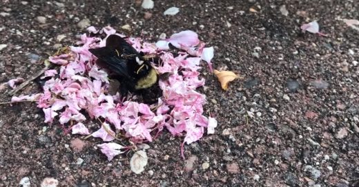 Cover Hormigas realizan extraño ritual con una abeja muerta