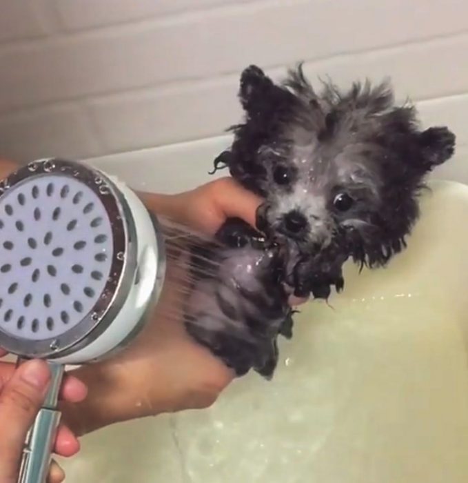 Animales refrescandose ante la ola de calor recreoviral.com