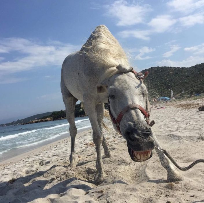 Animales refrescandose ante la ola de calor recreoviral.com