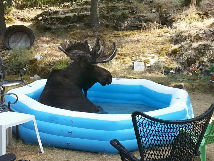 Animales refrescandose ante la ola de calor recreoviral.com