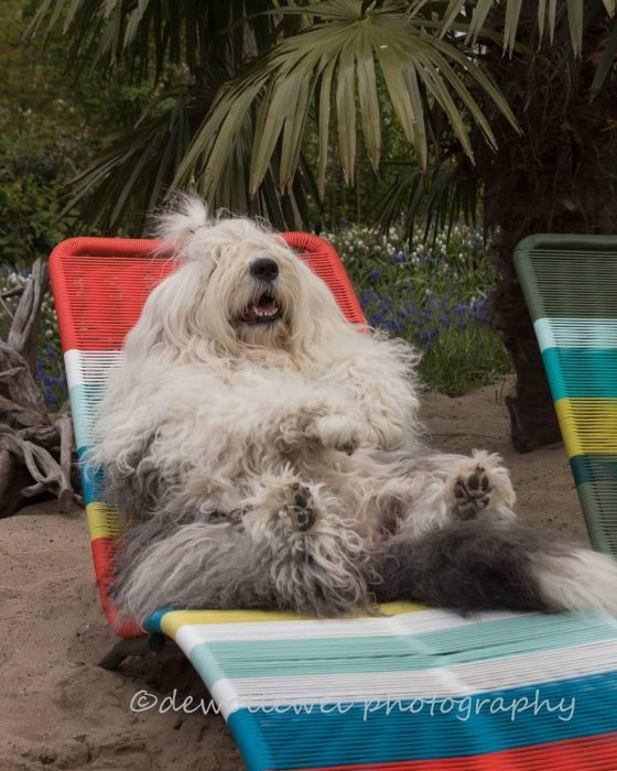 Animales refrescandose ante la ola de calor recreoviral.com