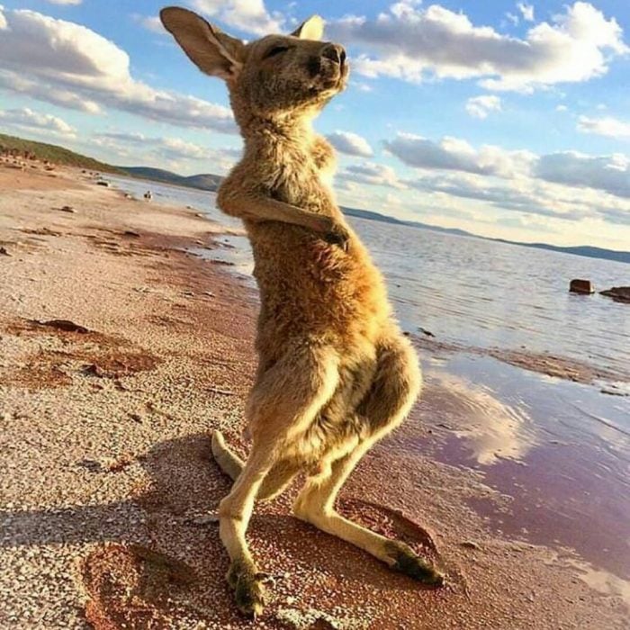 Animales refrescandose ante la ola de calor recreoviral.com