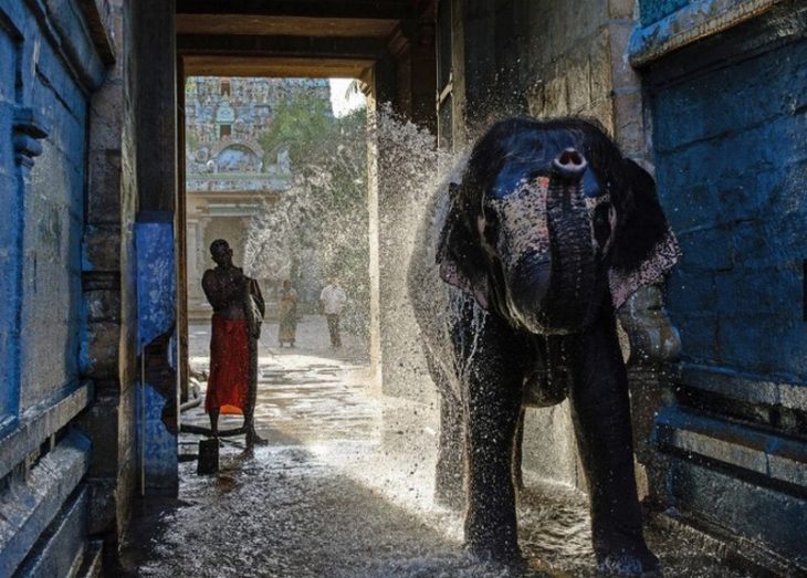 Animales refrescandose ante la ola de calor recreoviral.com