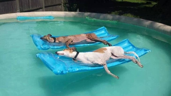 Animales refrescandose ante la ola de calor recreoviral.com