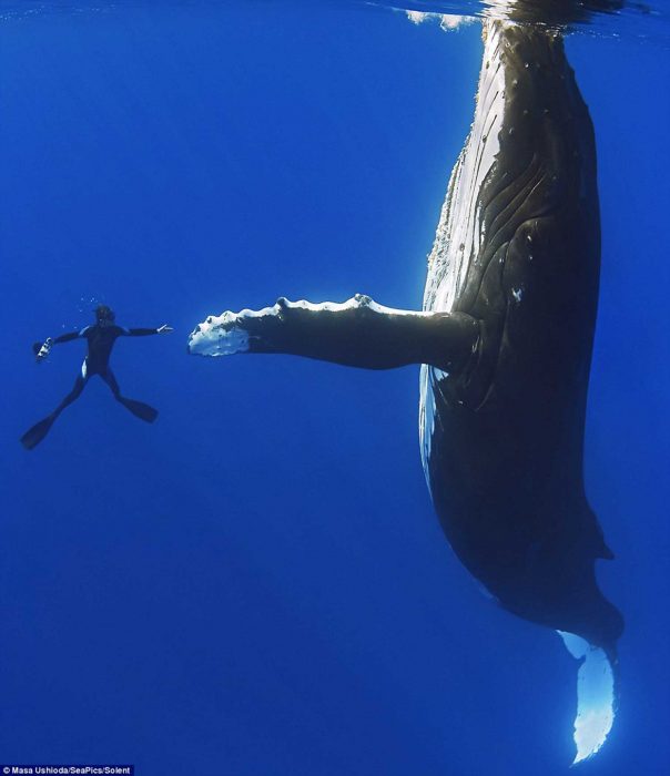 Ballena al lado de un buzo