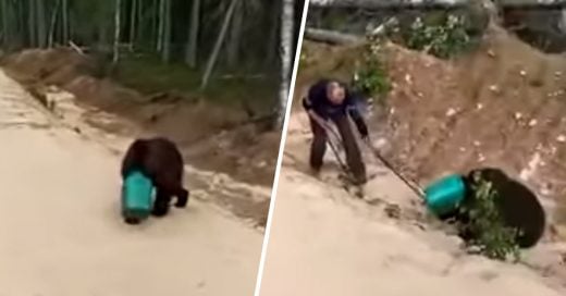 Cover Oso deambula en bosque ruso con la cabeza en un objeto de plástico