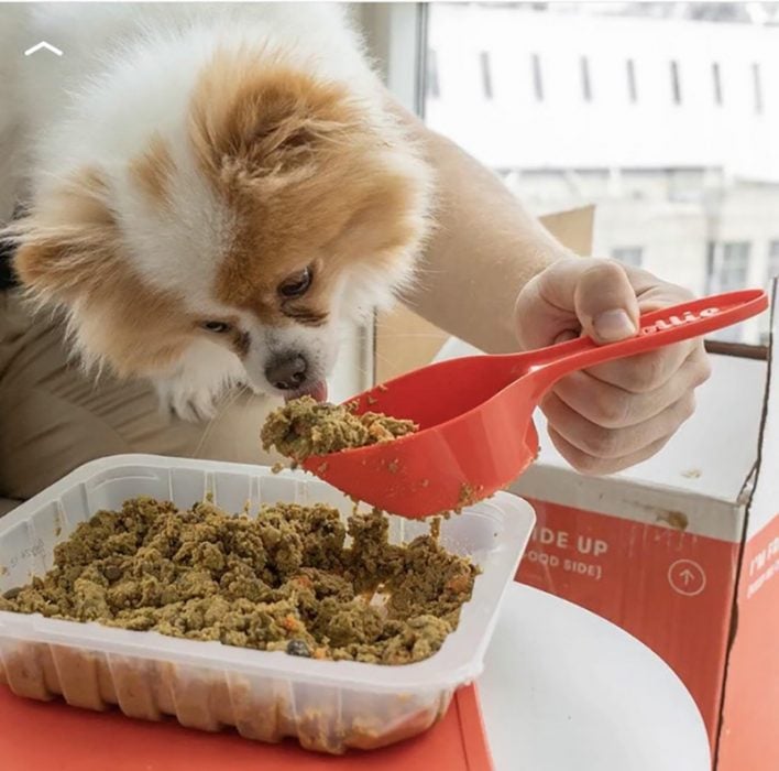 perrito comiendo croqueta 