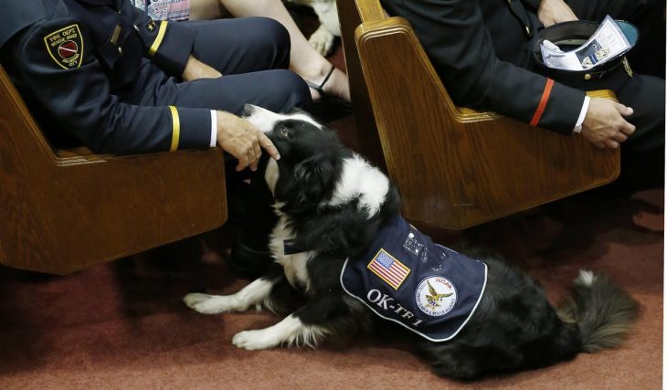 perrito policía 