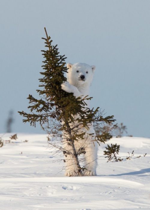 animales bebé de otras especies recreoviral.com