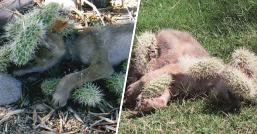 Cover Mujer salva a un coyote bebé de morir por culpa de las espinas de un cactus