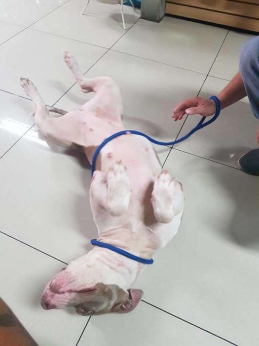 cala recreoviral.com perrita pitbull abandonada