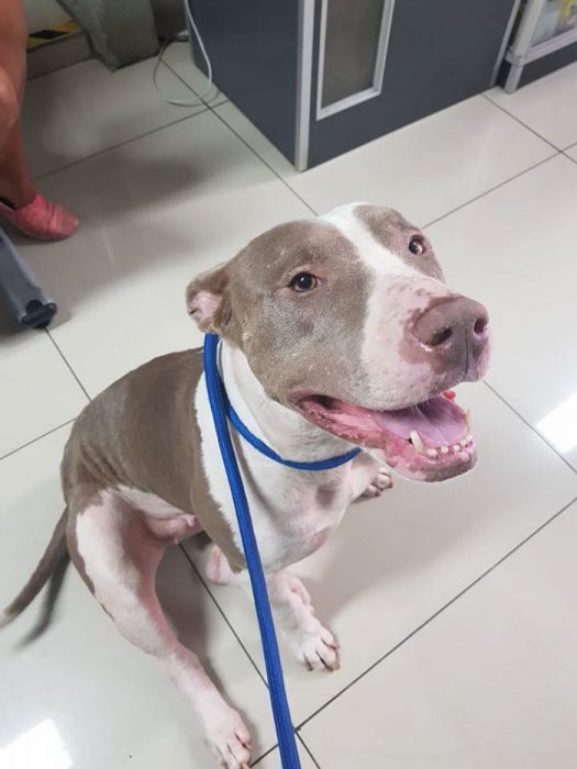 cala recreoviral.com perrita pitbull abandonada