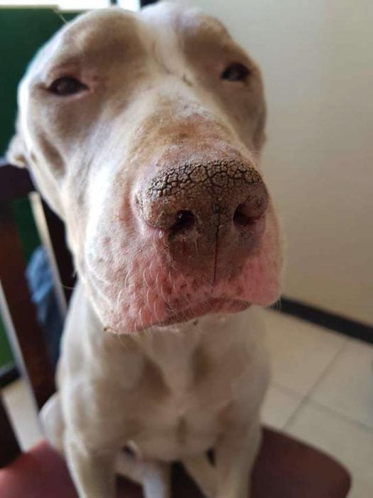 cala recreoviral.com perrita pitbull abandonada