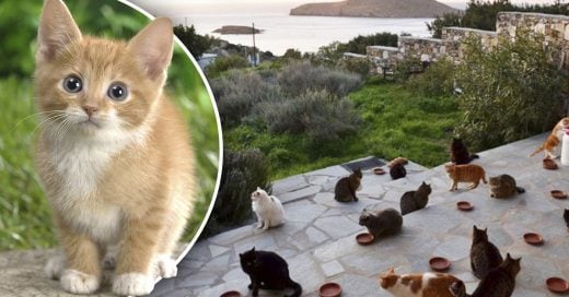 Cover Se buscan trabajadores para cuidar gatos en una isla paradisiaca