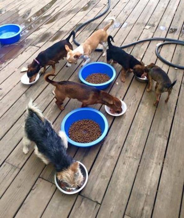 perritos comiendo croquetas 