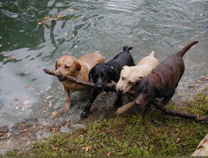 golden retrievers de colores 