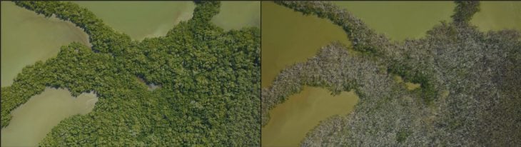 Daño del huracán Maria en Everglades , Florida 