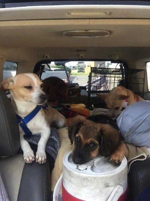perritos dentro de coche 