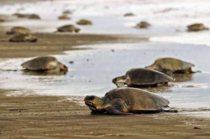 tortugas robadas en nicaragua