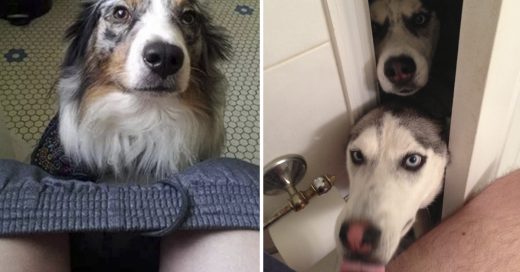 Cover Si tu perro te sigue al baño, esto es lo que intenta decirte
