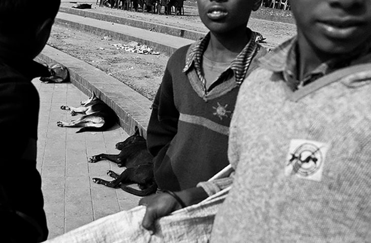 niños de bangladeh y perritos de la calle 