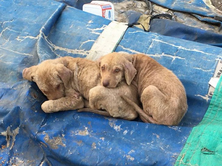 perritos sobre una bolsa azul 