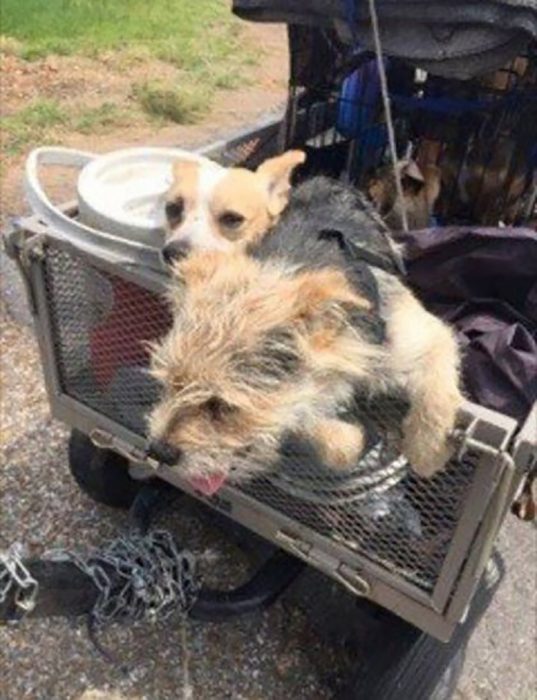 dos perritos en un carro