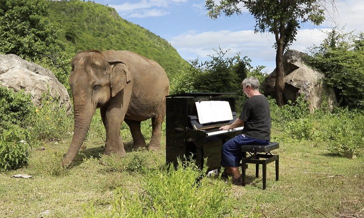 elefante ama la música