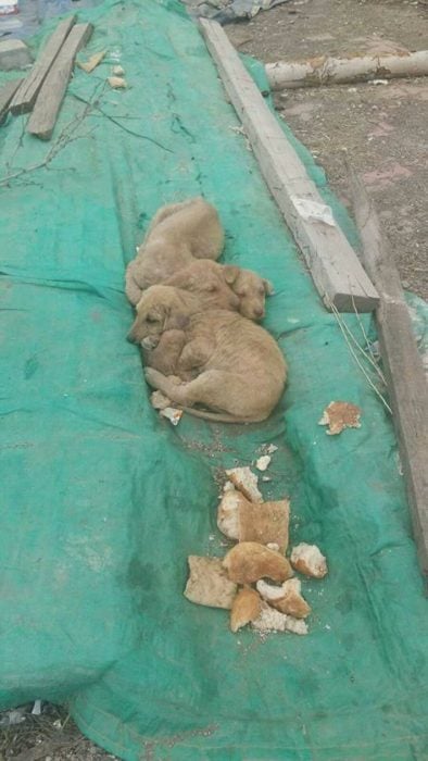 perritos sobre una lona verde 