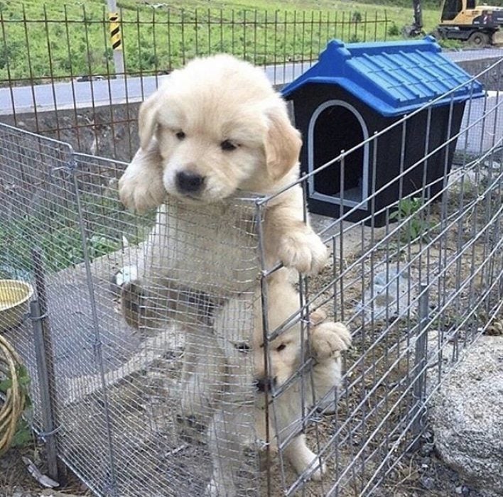 cachorritos tratando de escapar de una jaula 