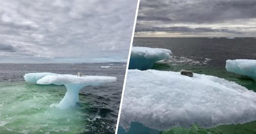 Cover Creyeron que era una foca en un iceberg