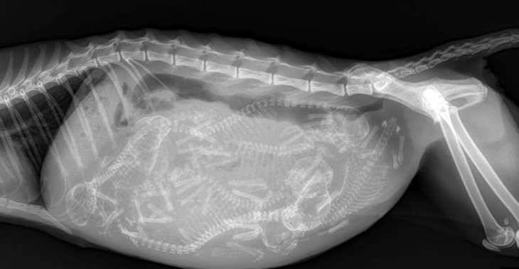 rayos x de gata embarazada 