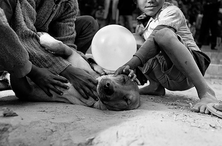 niños acariciando a perros 