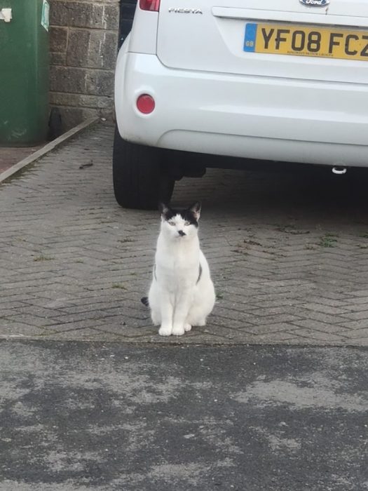 gato hitler 