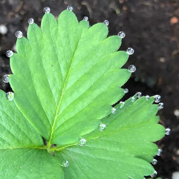 hoja con gotas de agua 